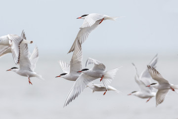 common tern bird