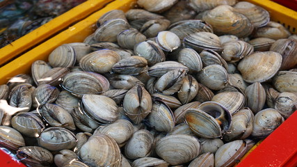Fresh raw seafood in Jagalchi fish market in Busan in South Korea