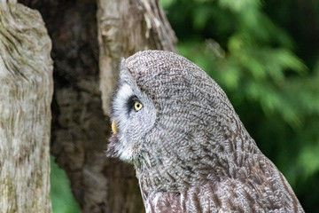 portrait of an owl