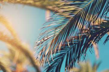 Palm tree against blue sky, vintage toned