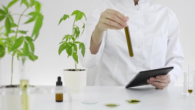 Scientist checking a pharmaceutical CBD oil in a laboratory with a tablet