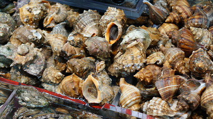 Fresh raw seafood in Jagalchi fish market in Busan in South Korea