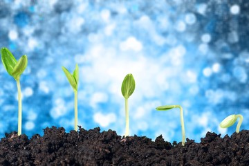 Growth of new life on green blurred background, bokeh