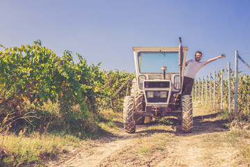 man winemaker in his vineyard during wine harvest emptying a grape bucket in tractor trailer