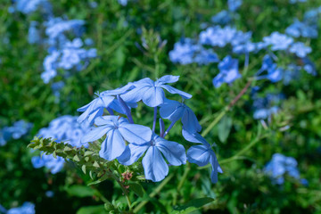 blue flowers in a field