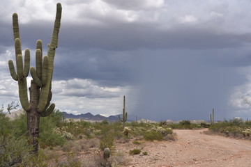 Arizona monsoon season