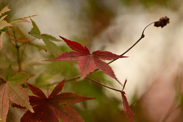 Maples turn red in fall.