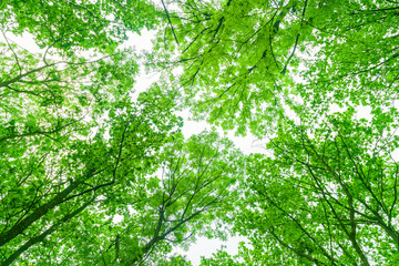 Tree branches with green leaves and bright sky.