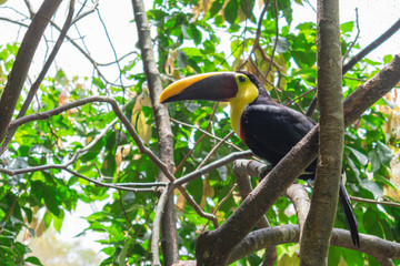Ave tropical, llamada Tucán en cautiverio en zoologico en La Paz Waterfall Gardens, Costa Rica 