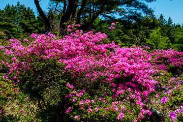 万年山のミヤマキリシマ