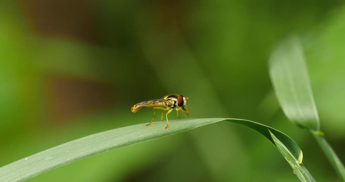 Syrphe sur herbe.