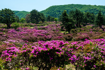 万年山のミヤマキリシマ