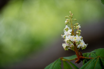 Chestnut tree in spring: inflorescence and lush foliage
