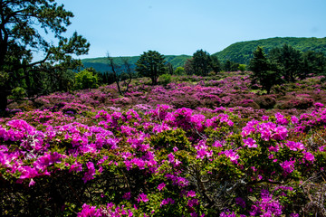 万年山のミヤマキリシマ
