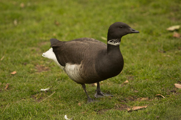Brent goose (Branta bernicla).