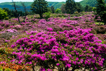 万年山のミヤマキリシマ