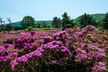 万年山のミヤマキリシマ