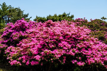 万年山のミヤマキリシマ