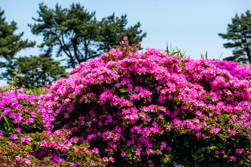 万年山のミヤマキリシマ