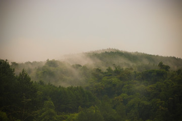 mountain range with many trees and clouds