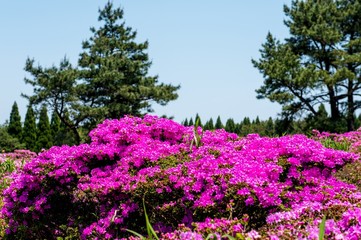 万年山のミヤマキリシマ