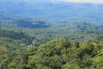 View of tropical rainforest with a road and three houses visible in the distance