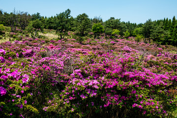 万年山のミヤマキリシマ