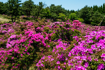 万年山のミヤマキリシマ
