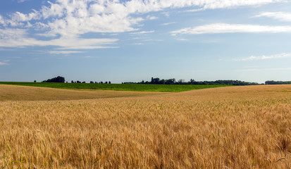Agriculture Wheat crop field summer panorama