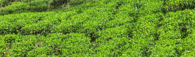 Green tea bud leaves.