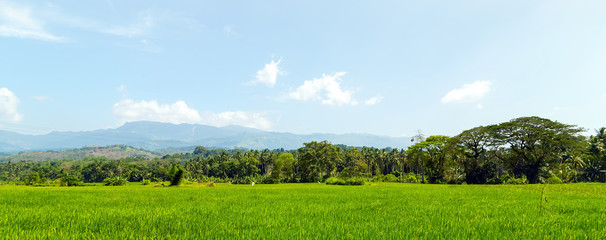 Fototapeta premium rice fields asia landscape