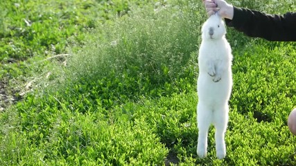 Cute rabbit in the hands of the owner, white rabbit