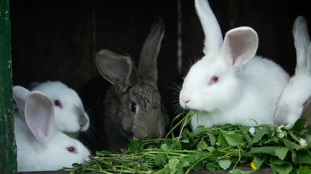 A group of rabbits eats, black and white rabbits, rabbits on the farm