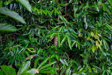 Fototapeta na wymiar Lush grow in green and vibrant asian tropical jungle