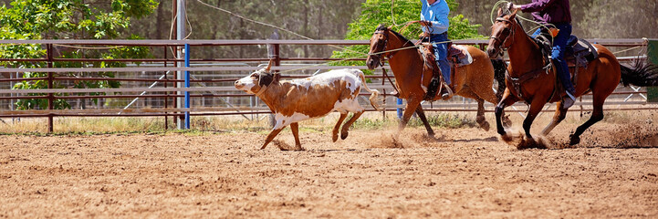 Calf Roping Competition At An Australian Rodeo