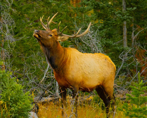 Elk Rutting in Rocky Mountain National Park