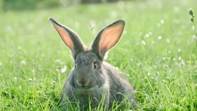 Adult rabbit in green grass, gray rabbit on the grass