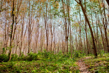 Rubber tree plantation on a sunny day