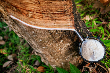 Milky latex extracted from rubber tree