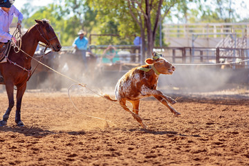 Calf Roping Competition At An Australian Rodeo