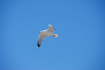 Möve