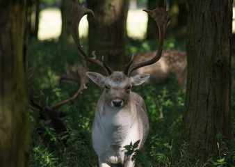 Fallow deer buck with big antlers standing in the woods looking straight towards camera