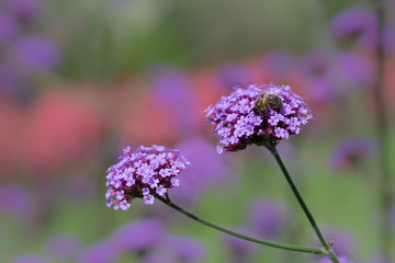 Honey bee collecting pollen from beautiful pink verbena flower in summer
