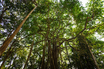 Banyan tree