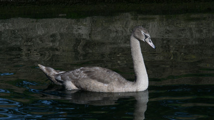 Young mute swan cygnet with grey plumage swimming on the lake in summer