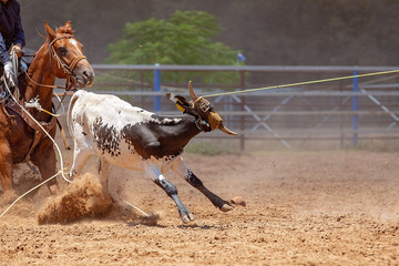 Calf Roping Competition At An Australian Rodeo