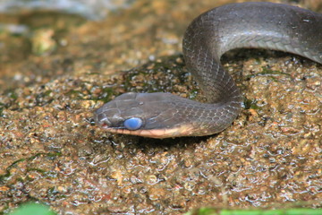 A snake of the racer family, chironius with blue eyes because it needs to shed the skin