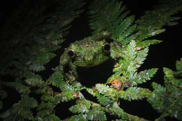 A green frog of the genus Osteoceophalus looking straight at you