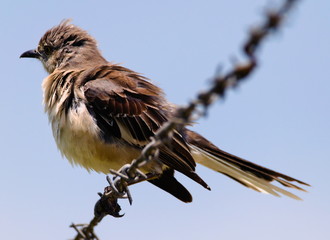 Ruffled Feathers