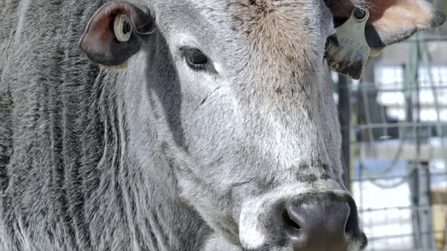 Close up of cow head. Portrait of an Asian humpback bovine on a free range farm. Animal farm background. Eyes, ears and snot of a cow. 